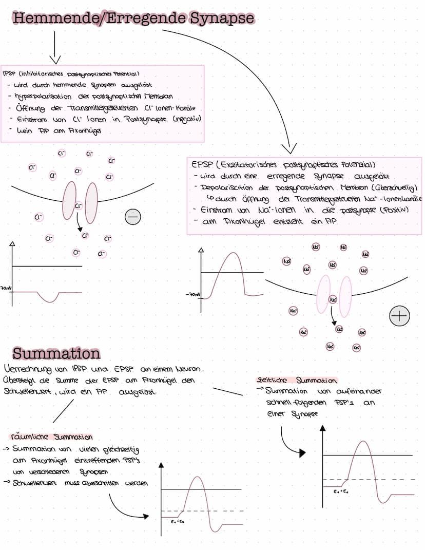 B
NEUROBIOLOGIE Das Nervensystem
zentrales Nervensystem (2NS)
Gehirn
4) Großhirn
a) Swischenhirn
3) Mittelhirn
4) Kleinhirn
Lo Nerverochnen 