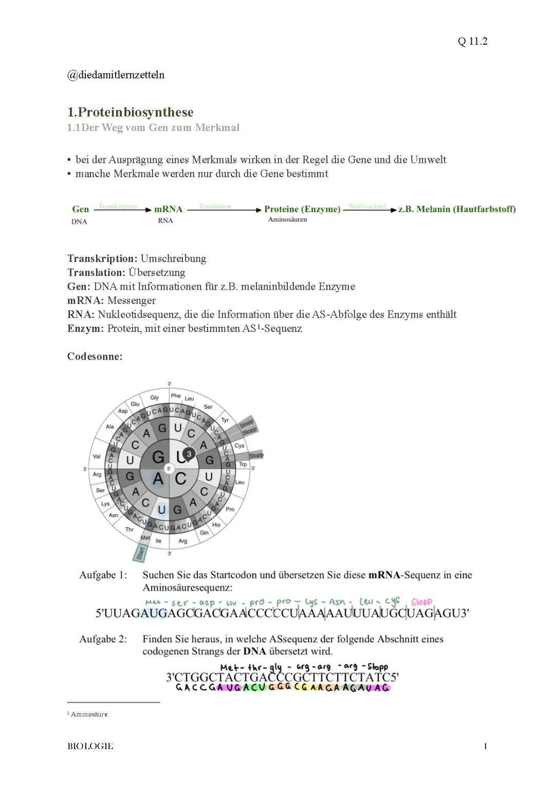 Vom Gen zum Merkmal: RNA-Polymerase, Startcodon und Translation einfach erklärt