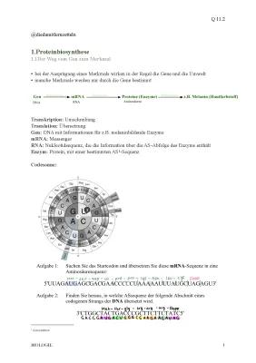 Know Proteinbiosynthese Biologie Klausr 11/2 thumbnail