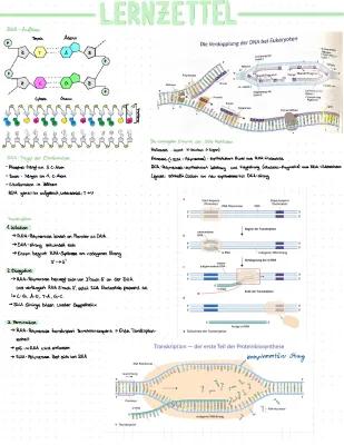 Know Bio Translation/ Transkription  thumbnail