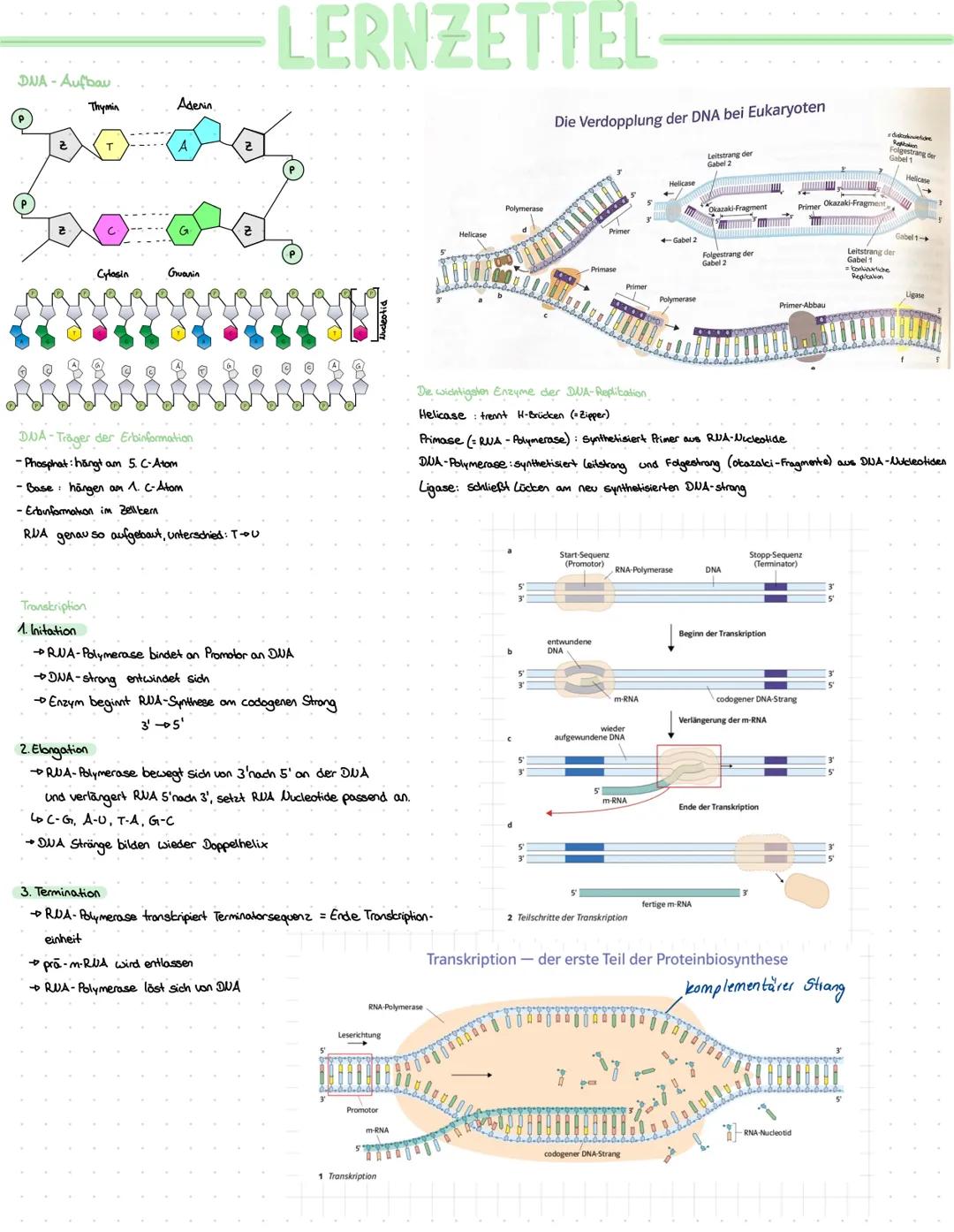 DUA-Aufbau
Thymin
Adenin
goo oo
Z
Z
Cylosin
Transkription
1. Initation
DUA-Träger der Erbinformation
-Phosphat: hangt am 5. C-Atom
- Base hä