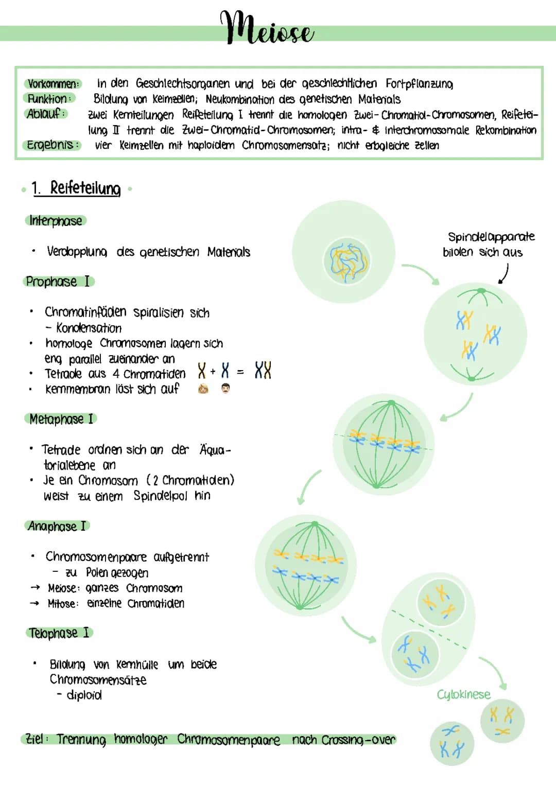 Meiose