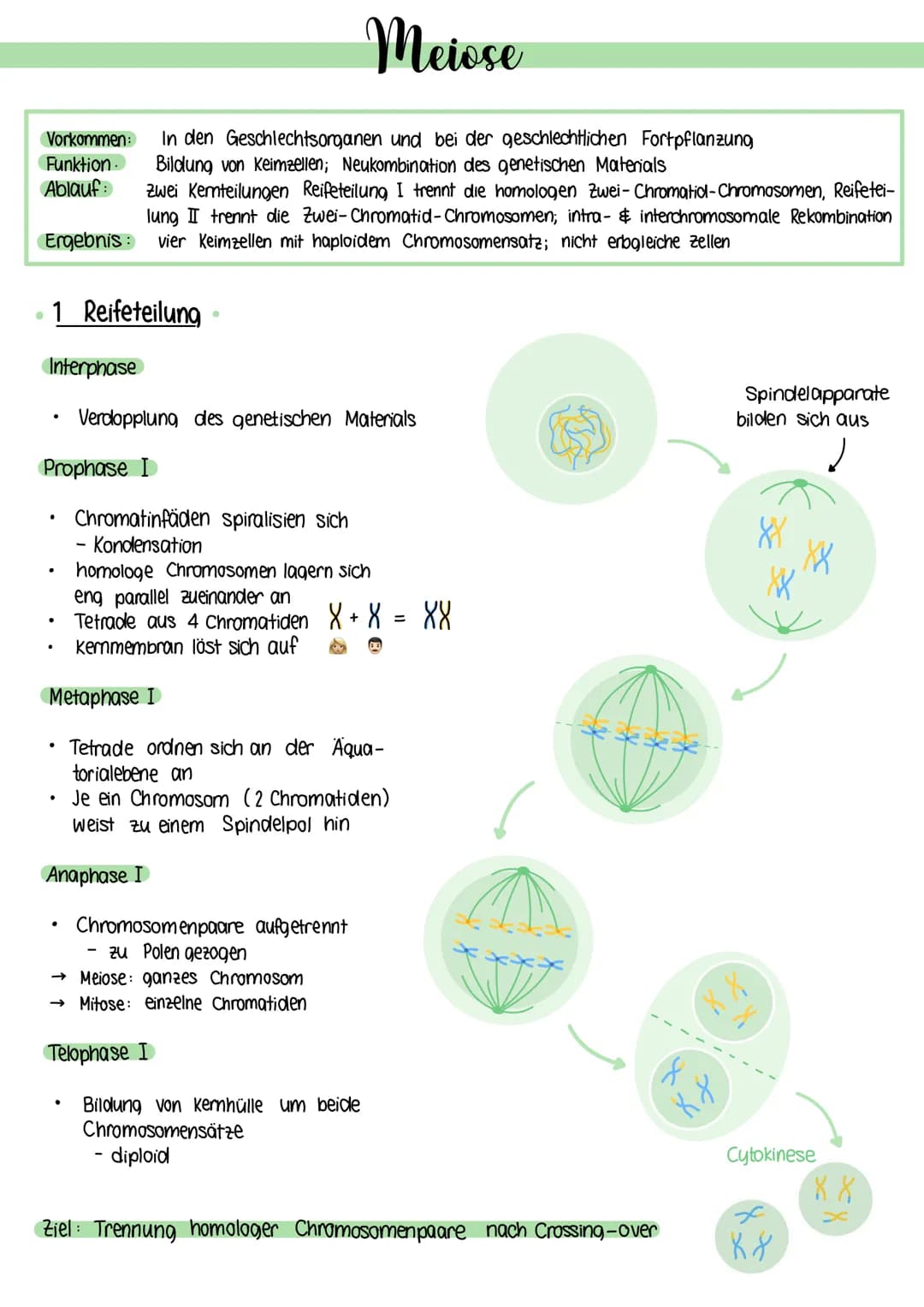 Meiose
Funktion
Vorkommen: In den Geschlechtsorganen und bei der geschlechtlichen Fortpflanzung
Bildung von Keimzellen; Neukombination des g