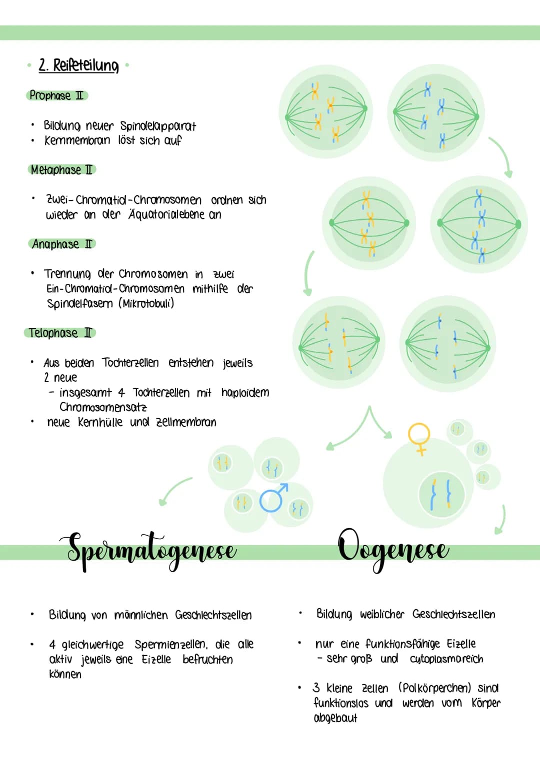 Meiose
Funktion
Vorkommen: In den Geschlechtsorganen und bei der geschlechtlichen Fortpflanzung
Bildung von Keimzellen; Neukombination des g