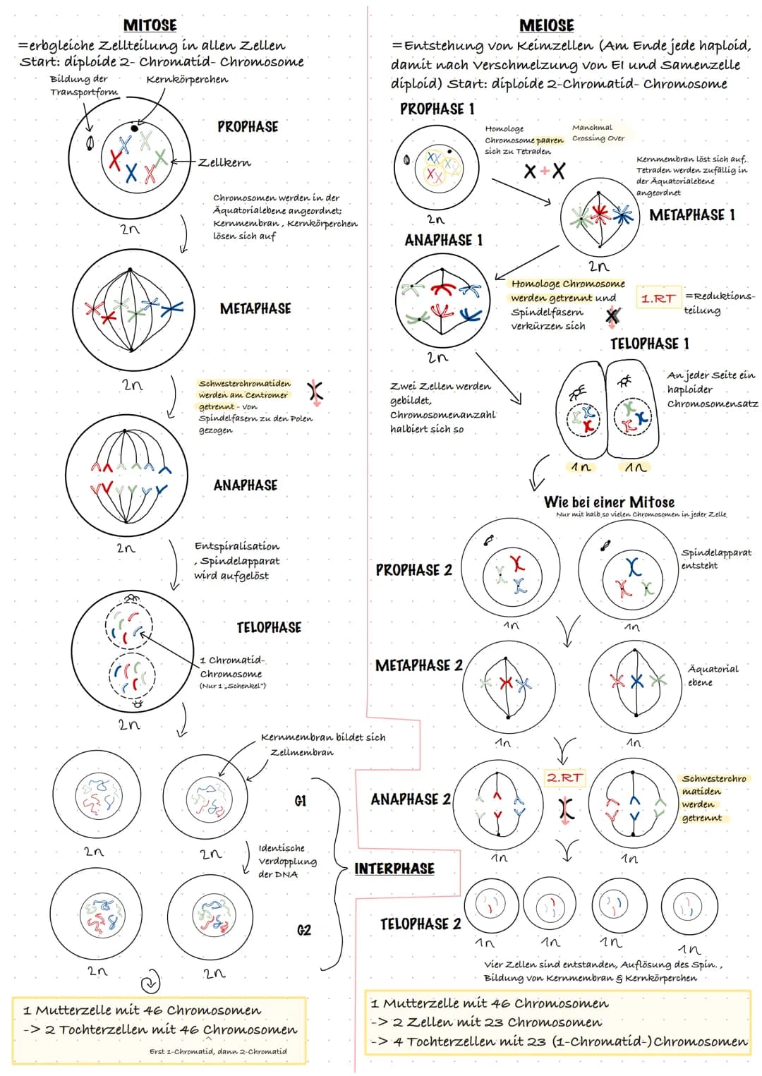 Fachbegriffe
haploid=
diploid=
Autosome=
Gonosome=
Zellzyklus=
Chromatid=
Zygote=
Phänotyp=
Genotyp=
Allel=
dominant=
codominant=
Eizellen u