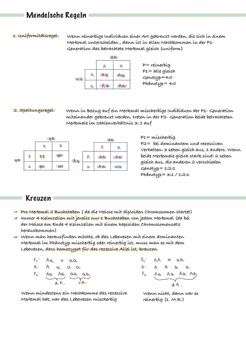 Fachbegriffe
haploid=
diploid=
Autosome=
Gonosome=
Zellzyklus=
Chromatid=
Zygote=
Phänotyp=
Genotyp=
Allel=
dominant=
codominant=
Eizellen u