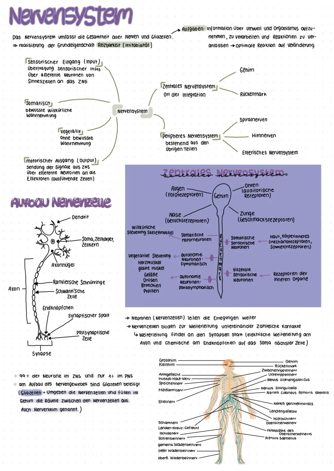Nervensystem und das Auge (Biologie Abitur)