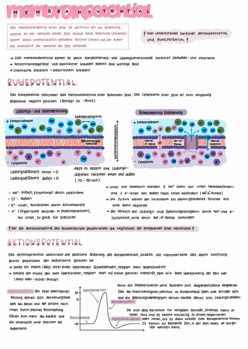 Nervensystem
Das Nervensystem umfasst die Gesamtheit aller Nerven und Gliazellen.
realisierung der Grundeigenschaft Reizbarkeit (irritabilit