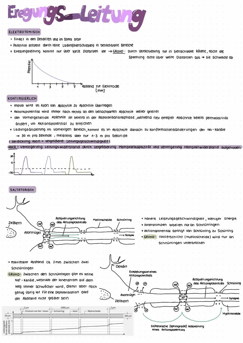 Nervensystem
Das Nervensystem umfasst die Gesamtheit aller Nerven und Gliazellen.
realisierung der Grundeigenschaft Reizbarkeit (irritabilit