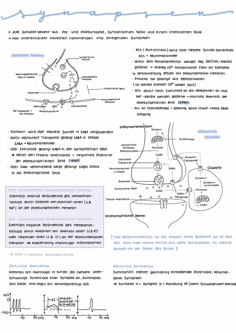 Nervensystem
Das Nervensystem umfasst die Gesamtheit aller Nerven und Gliazellen.
realisierung der Grundeigenschaft Reizbarkeit (irritabilit