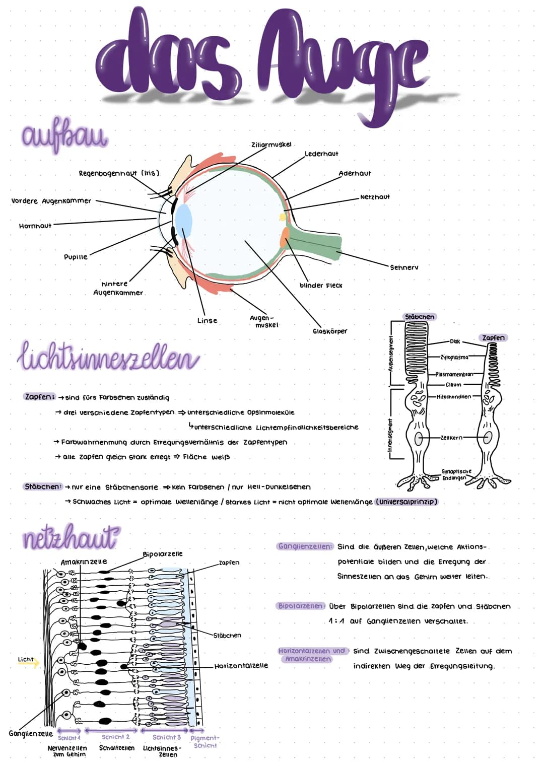 Nervensystem
Das Nervensystem umfasst die Gesamtheit aller Nerven und Gliazellen.
realisierung der Grundeigenschaft Reizbarkeit (irritabilit