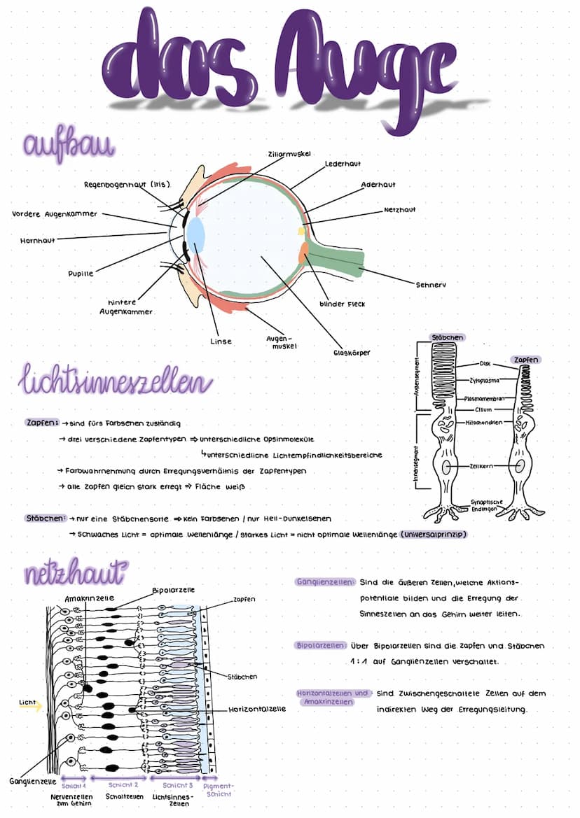 Nervensystem
Das Nervensystem umfasst die Gesamtheit aller Nerven und Gliazellen.
realisierung der Grundeigenschaft Reizbarkeit (irritabilit
