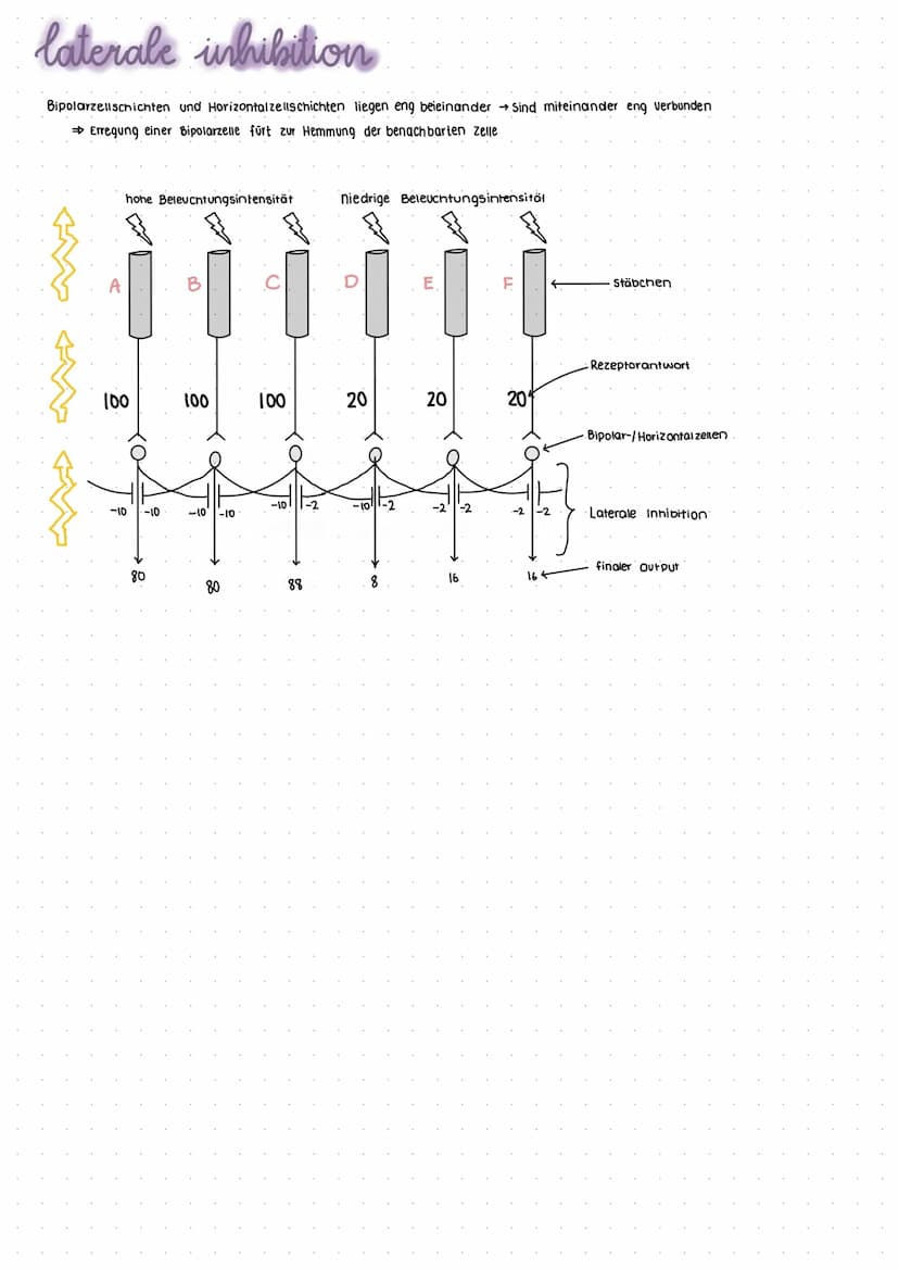 Nervensystem
Das Nervensystem umfasst die Gesamtheit aller Nerven und Gliazellen.
realisierung der Grundeigenschaft Reizbarkeit (irritabilit