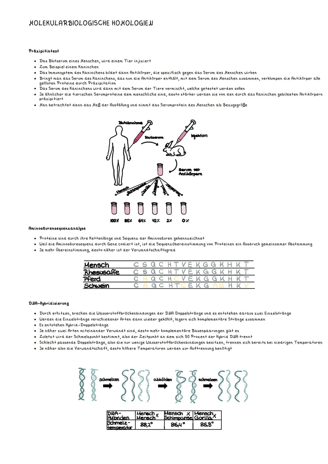 MOLEKULAR BIOLOGISCHE HOMOLOGIEN
Prāzipitintest
Das Blutserum eines Menschen, wird einem Tier injiziert
. Zum Beispiel einem Kaninchen
Das I