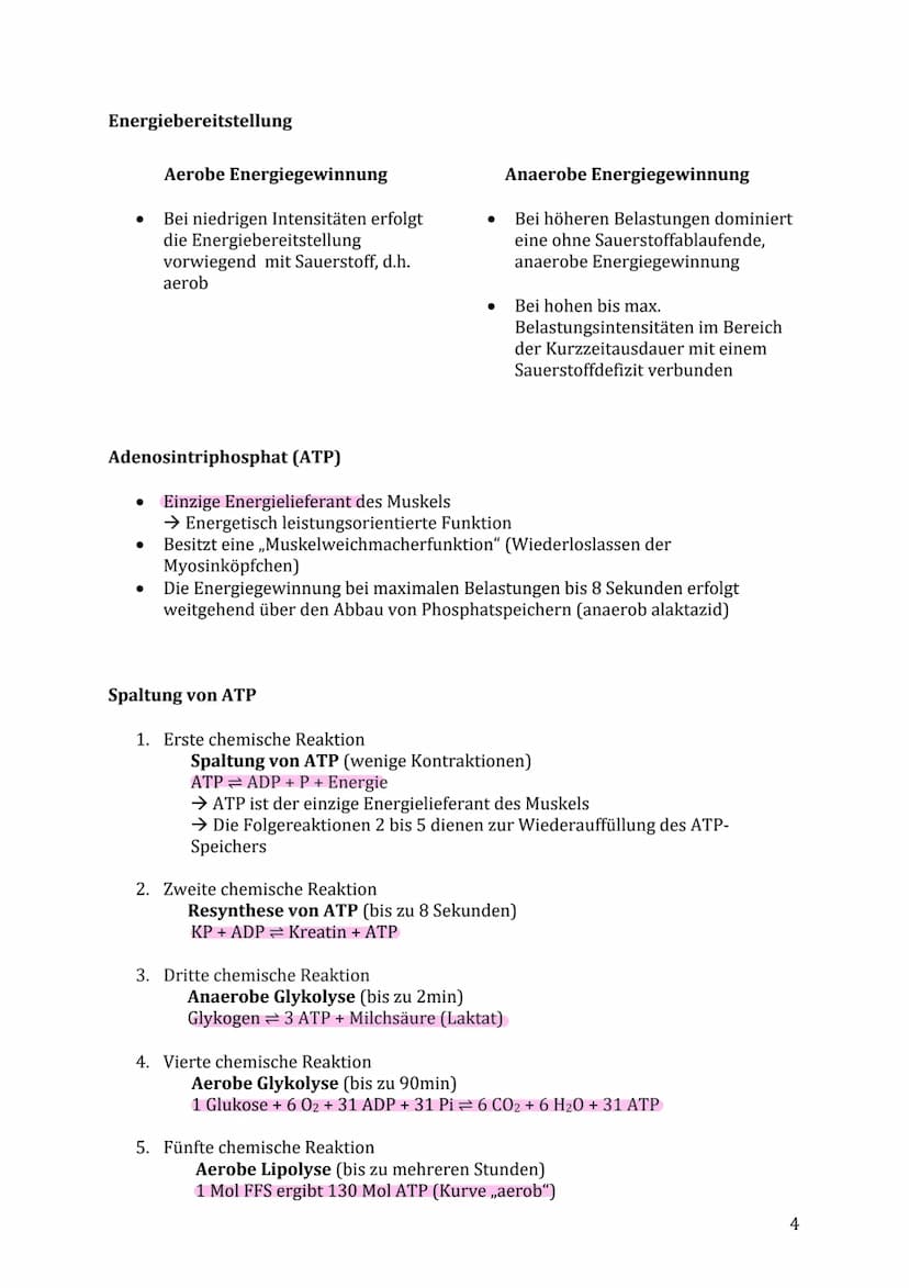 Lernzettel Sport Klausur
Themen:
Muskelaufbau/-kontraktion & Energiebereitstellung
Muskelfaserarten (ST- & FT-Fasern)
● Anpassung des Herz-K