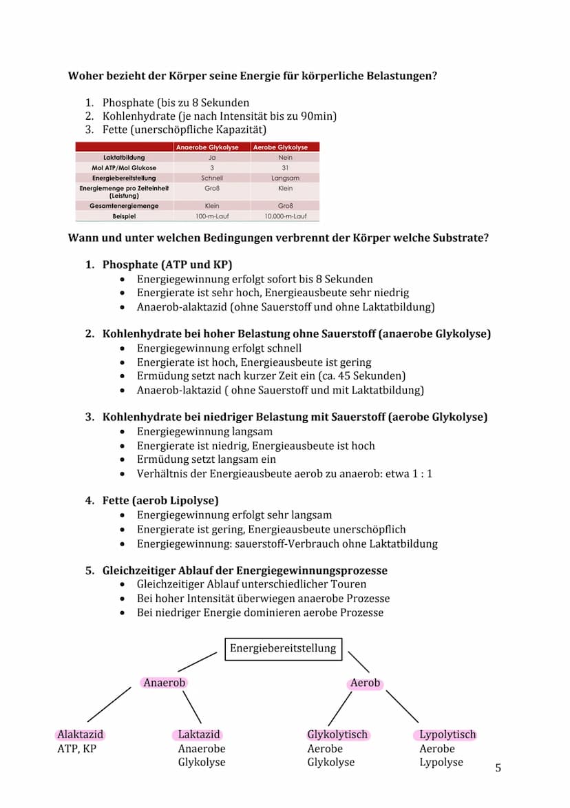Lernzettel Sport Klausur
Themen:
Muskelaufbau/-kontraktion & Energiebereitstellung
Muskelfaserarten (ST- & FT-Fasern)
● Anpassung des Herz-K