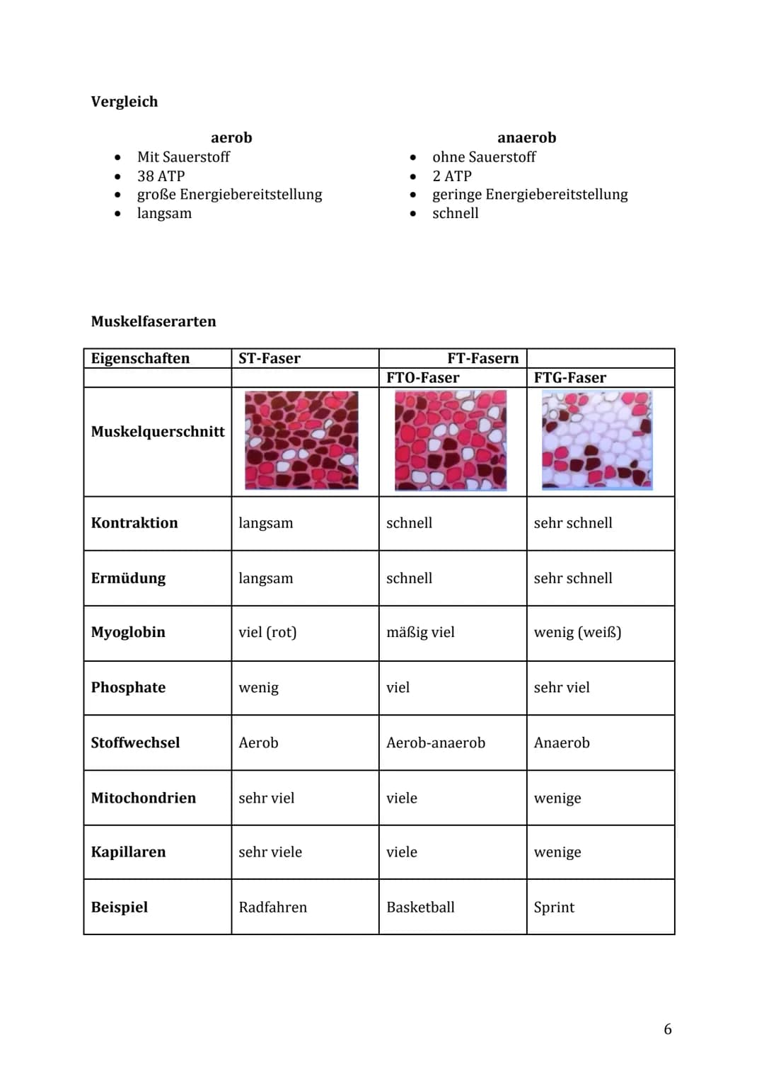 Lernzettel Sport Klausur
Themen:
Muskelaufbau/-kontraktion & Energiebereitstellung
Muskelfaserarten (ST- & FT-Fasern)
● Anpassung des Herz-K