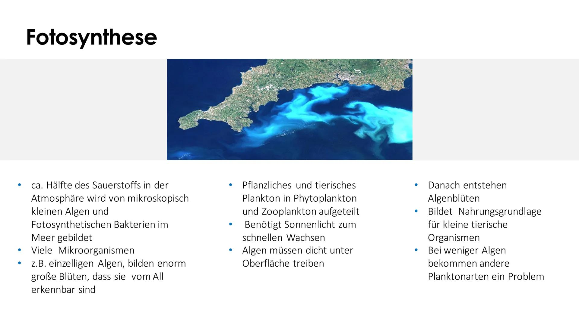 Ökosystem Meer
Von Indira, Marika, Maria NAHRUNGSKETTE
NAHRUNGSNETZ
Im Meer
Maria Wiese NAHRUNGSNETZ
&NAHRUNGSKETTE
Im Meer
Nahrungskette is