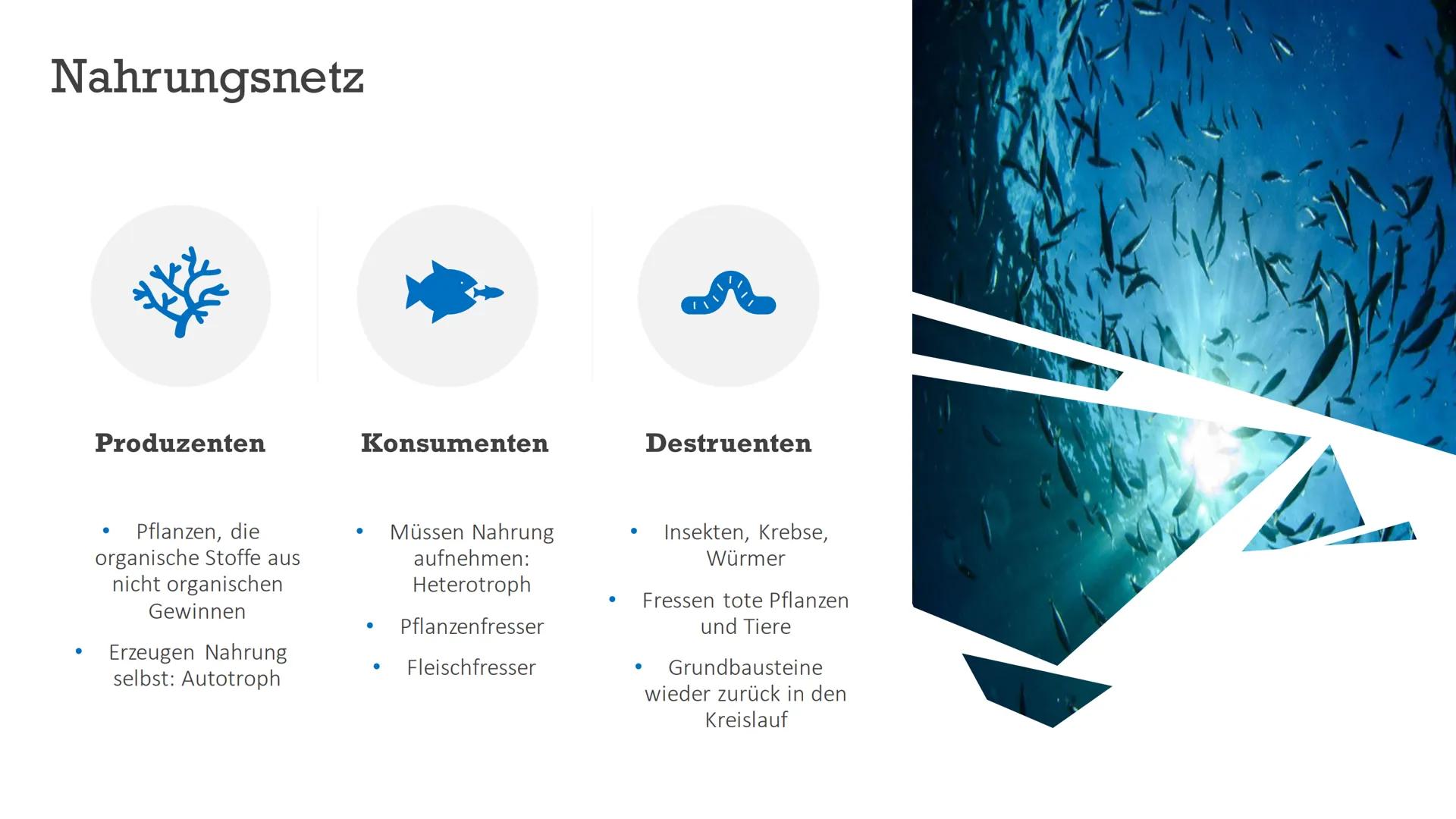 Ökosystem Meer
Von Indira, Marika, Maria NAHRUNGSKETTE
NAHRUNGSNETZ
Im Meer
Maria Wiese NAHRUNGSNETZ
&NAHRUNGSKETTE
Im Meer
Nahrungskette is