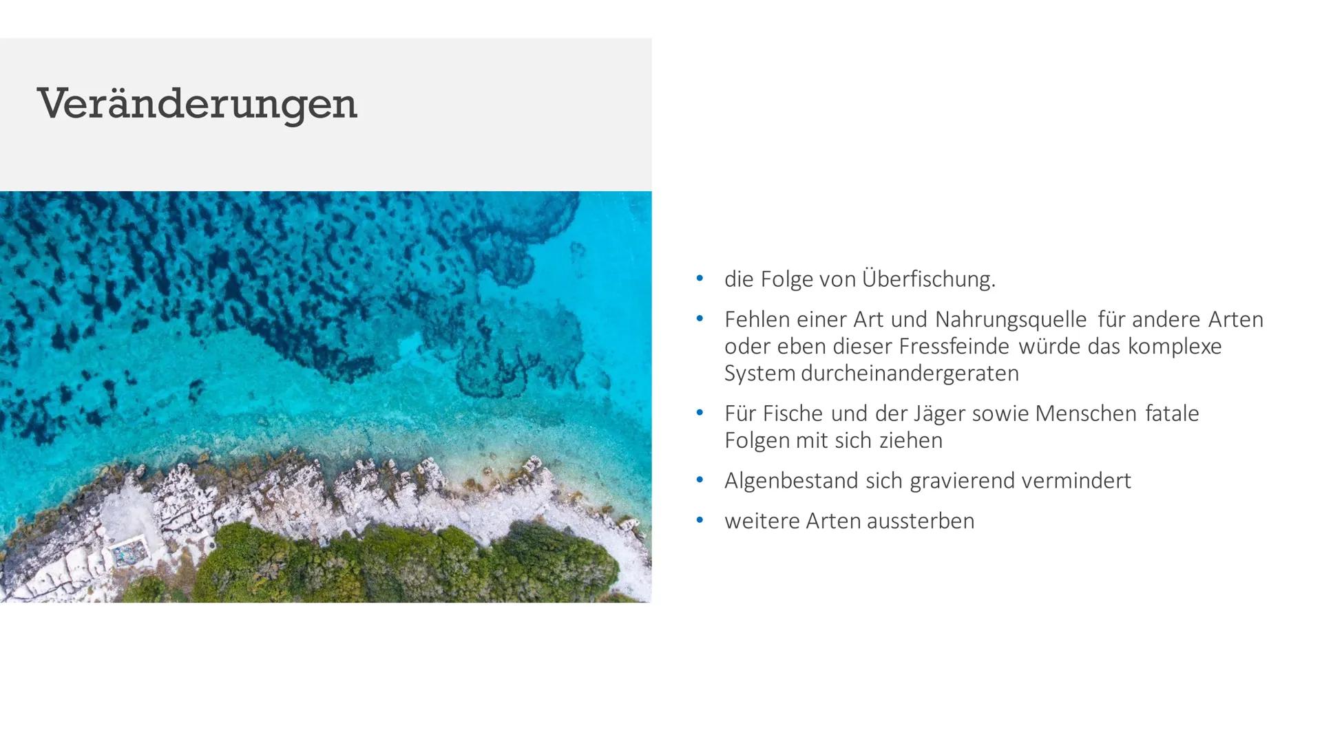 Ökosystem Meer
Von Indira, Marika, Maria NAHRUNGSKETTE
NAHRUNGSNETZ
Im Meer
Maria Wiese NAHRUNGSNETZ
&NAHRUNGSKETTE
Im Meer
Nahrungskette is