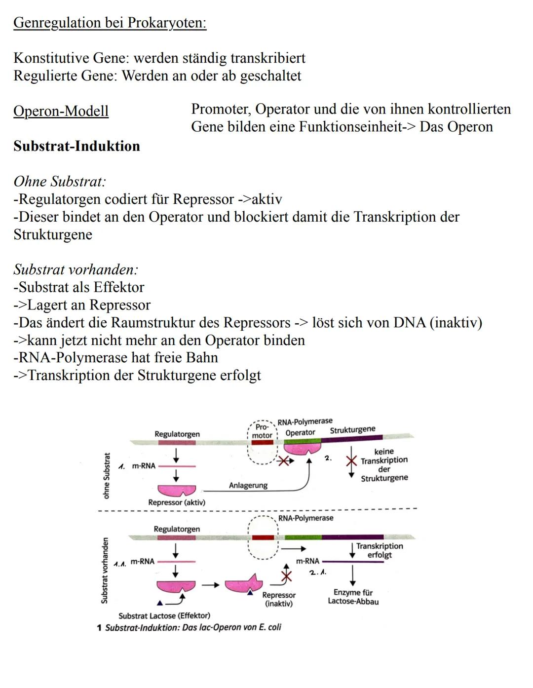 Unterthemen:
-Die Zelle
->Eukaryoten
->Prokaryoten
-Mitose
-Meiose
-Aufbau der DNA
-Replikation
-RNA
-Gene
-Proteinbiosynthese
-Genetischer 