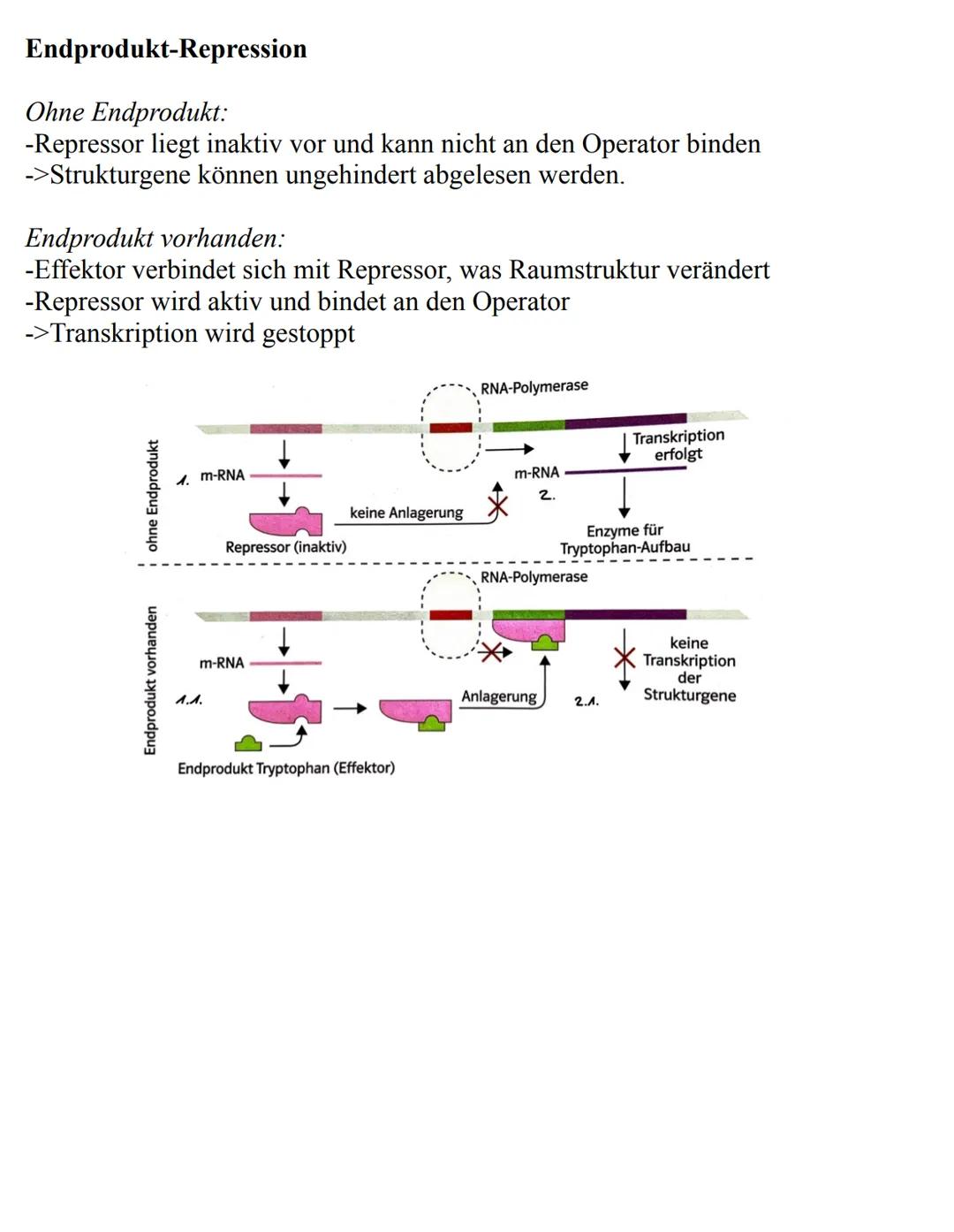 Unterthemen:
-Die Zelle
->Eukaryoten
->Prokaryoten
-Mitose
-Meiose
-Aufbau der DNA
-Replikation
-RNA
-Gene
-Proteinbiosynthese
-Genetischer 