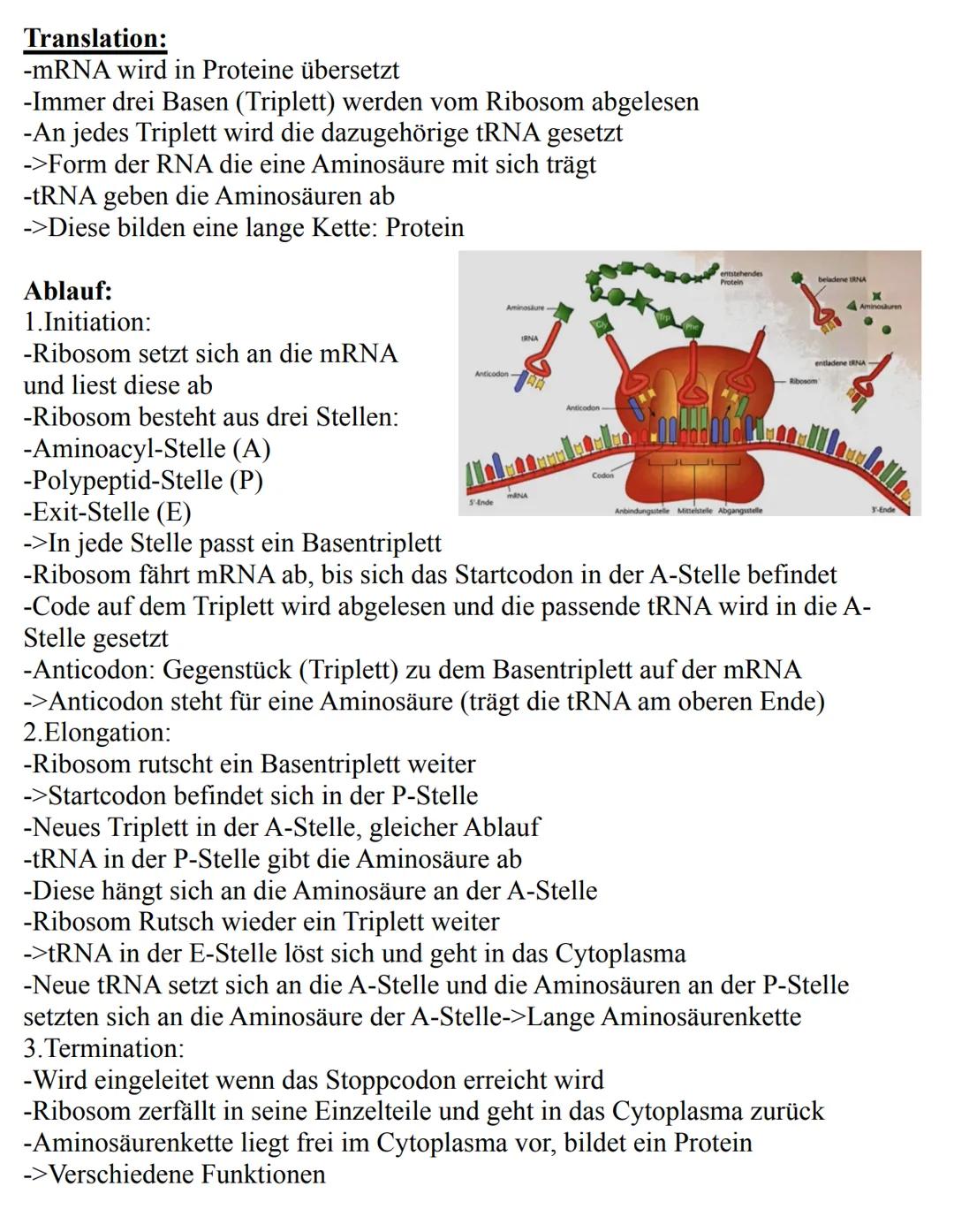 Unterthemen:
-Die Zelle
->Eukaryoten
->Prokaryoten
-Mitose
-Meiose
-Aufbau der DNA
-Replikation
-RNA
-Gene
-Proteinbiosynthese
-Genetischer 