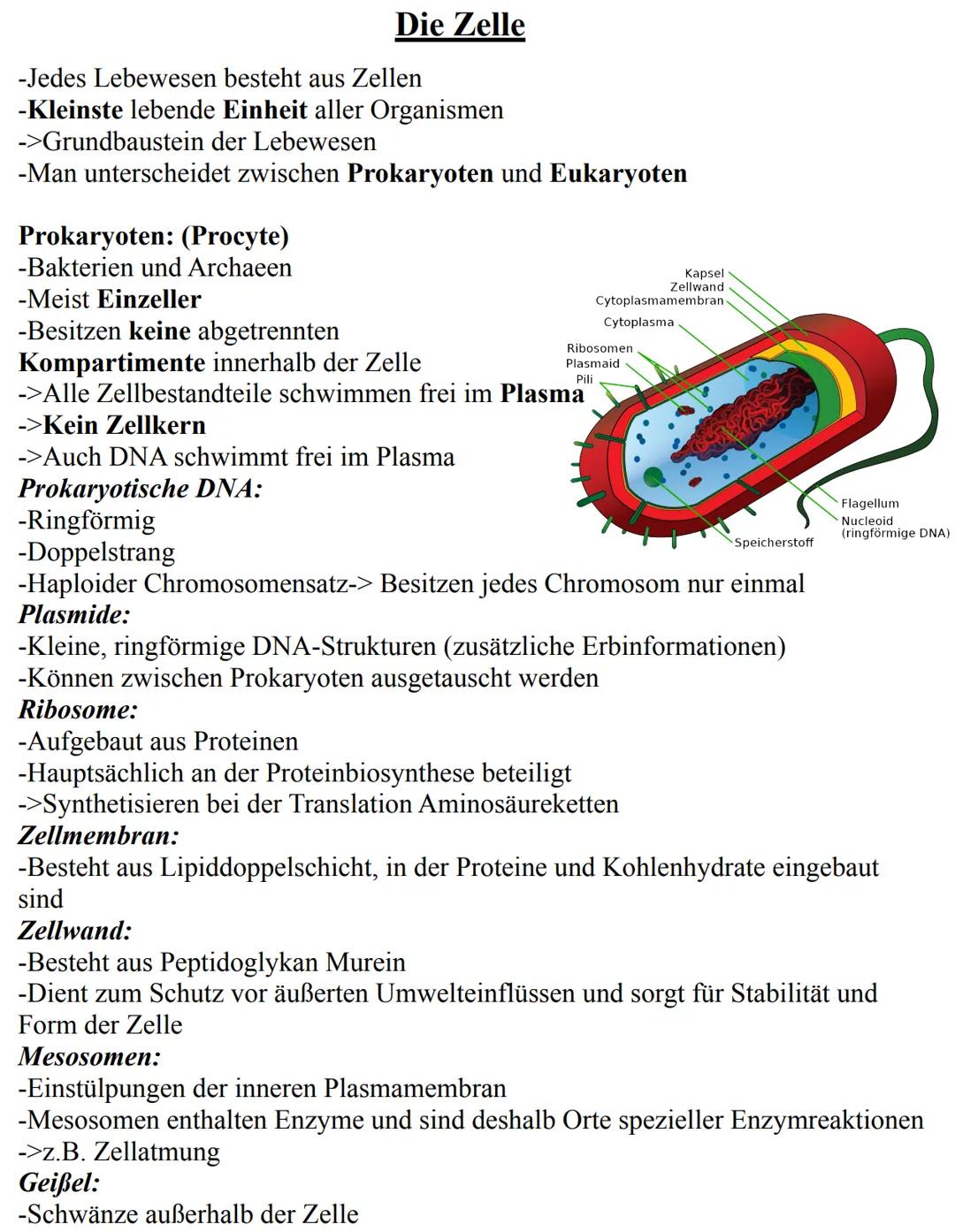 Unterthemen:
-Die Zelle
->Eukaryoten
->Prokaryoten
-Mitose
-Meiose
-Aufbau der DNA
-Replikation
-RNA
-Gene
-Proteinbiosynthese
-Genetischer 