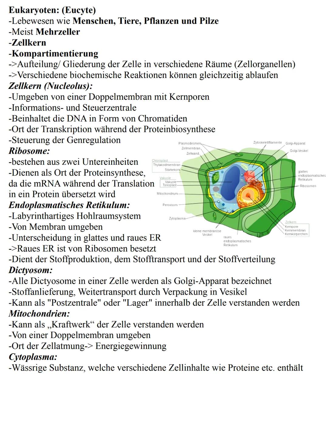 Unterthemen:
-Die Zelle
->Eukaryoten
->Prokaryoten
-Mitose
-Meiose
-Aufbau der DNA
-Replikation
-RNA
-Gene
-Proteinbiosynthese
-Genetischer 