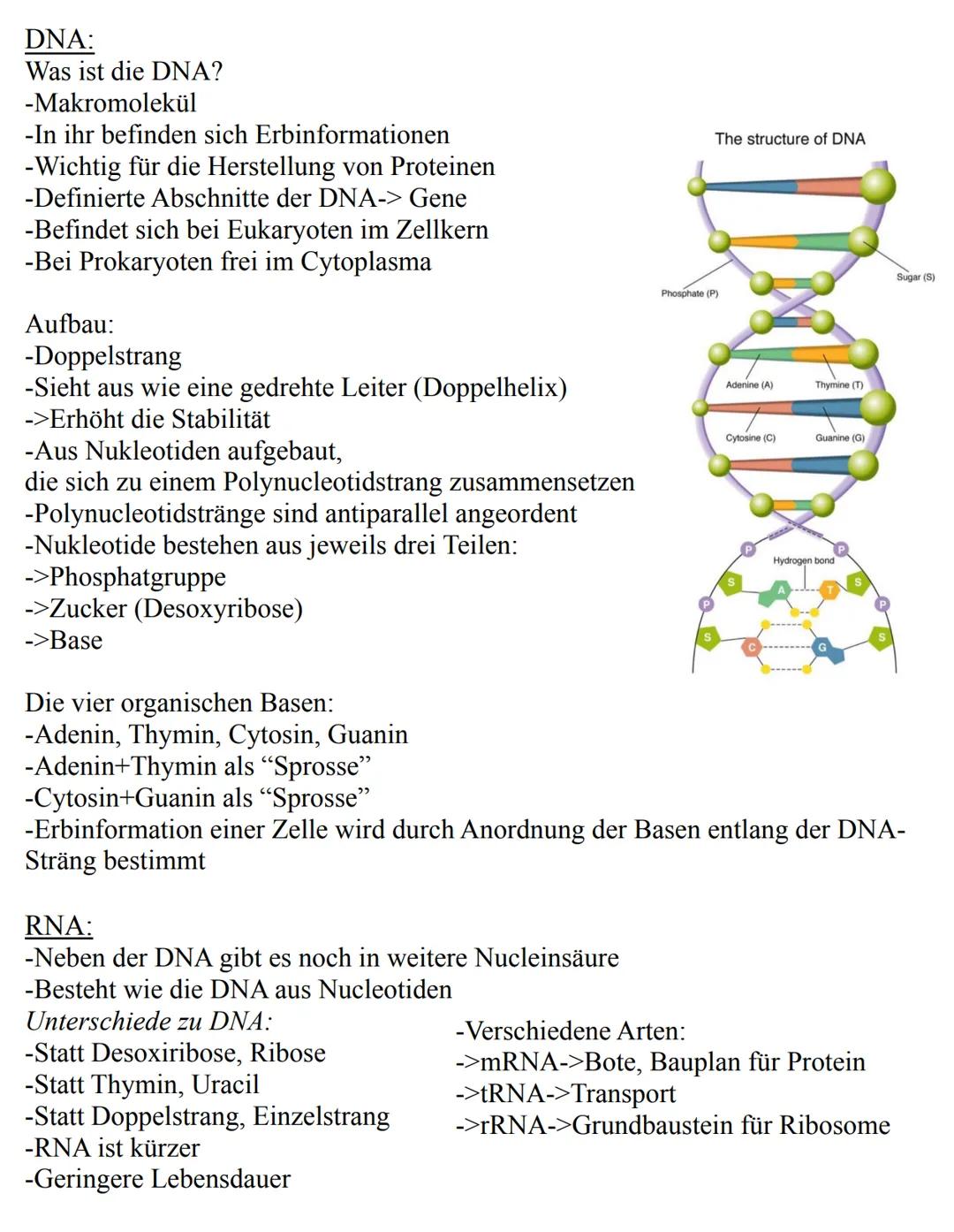 Unterthemen:
-Die Zelle
->Eukaryoten
->Prokaryoten
-Mitose
-Meiose
-Aufbau der DNA
-Replikation
-RNA
-Gene
-Proteinbiosynthese
-Genetischer 