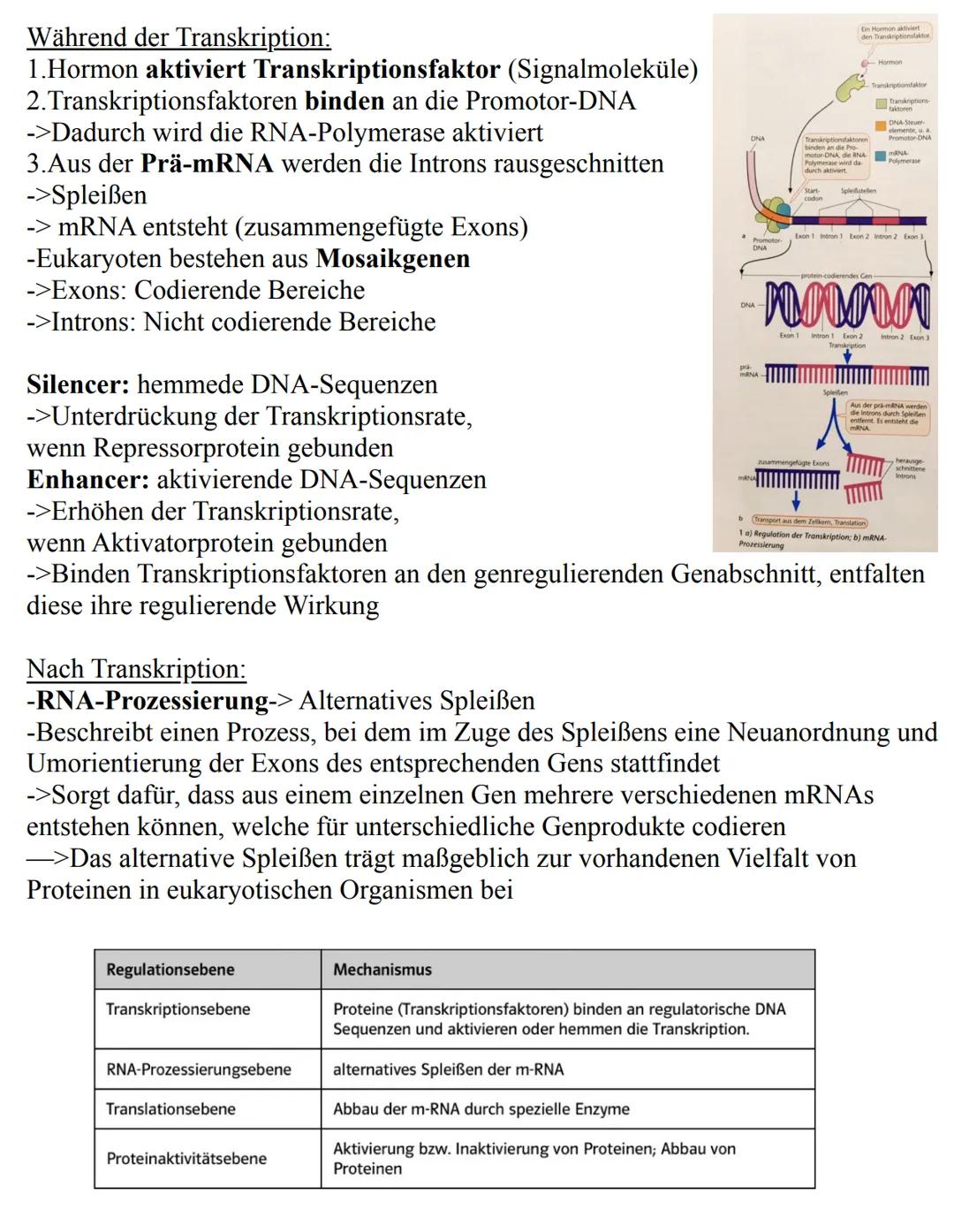 Unterthemen:
-Die Zelle
->Eukaryoten
->Prokaryoten
-Mitose
-Meiose
-Aufbau der DNA
-Replikation
-RNA
-Gene
-Proteinbiosynthese
-Genetischer 
