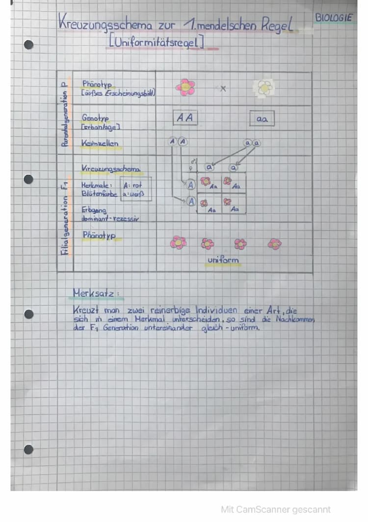 Know Kreuzungsschema zur 1. - 3. mendischen Regel thumbnail