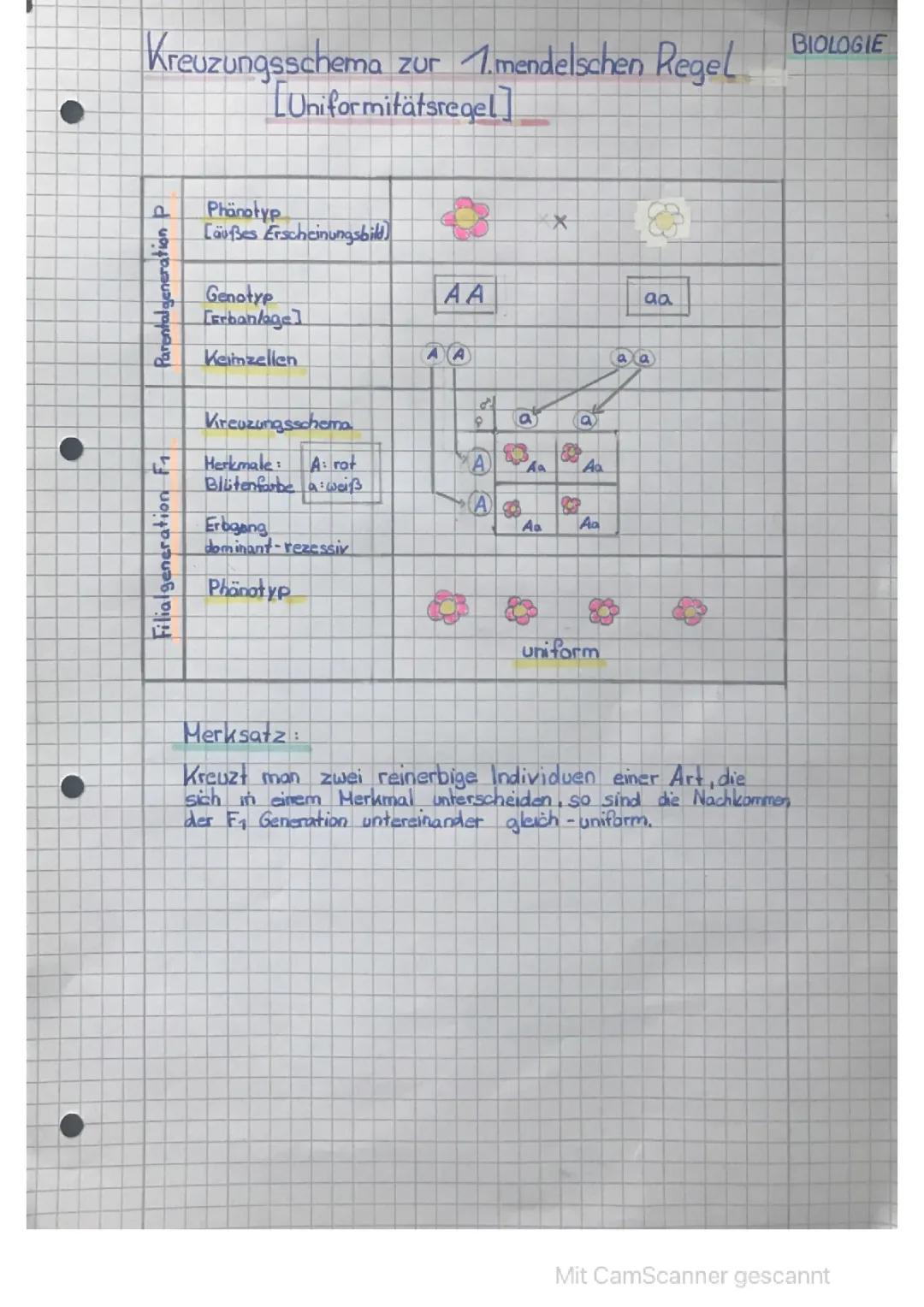 Mendelsche Regeln Arbeitsblatt mit Lösungen - Einfach erklärt für Kinder