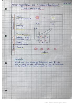 Know Kreuzungsschema zur 1. - 3. mendischen Regel thumbnail