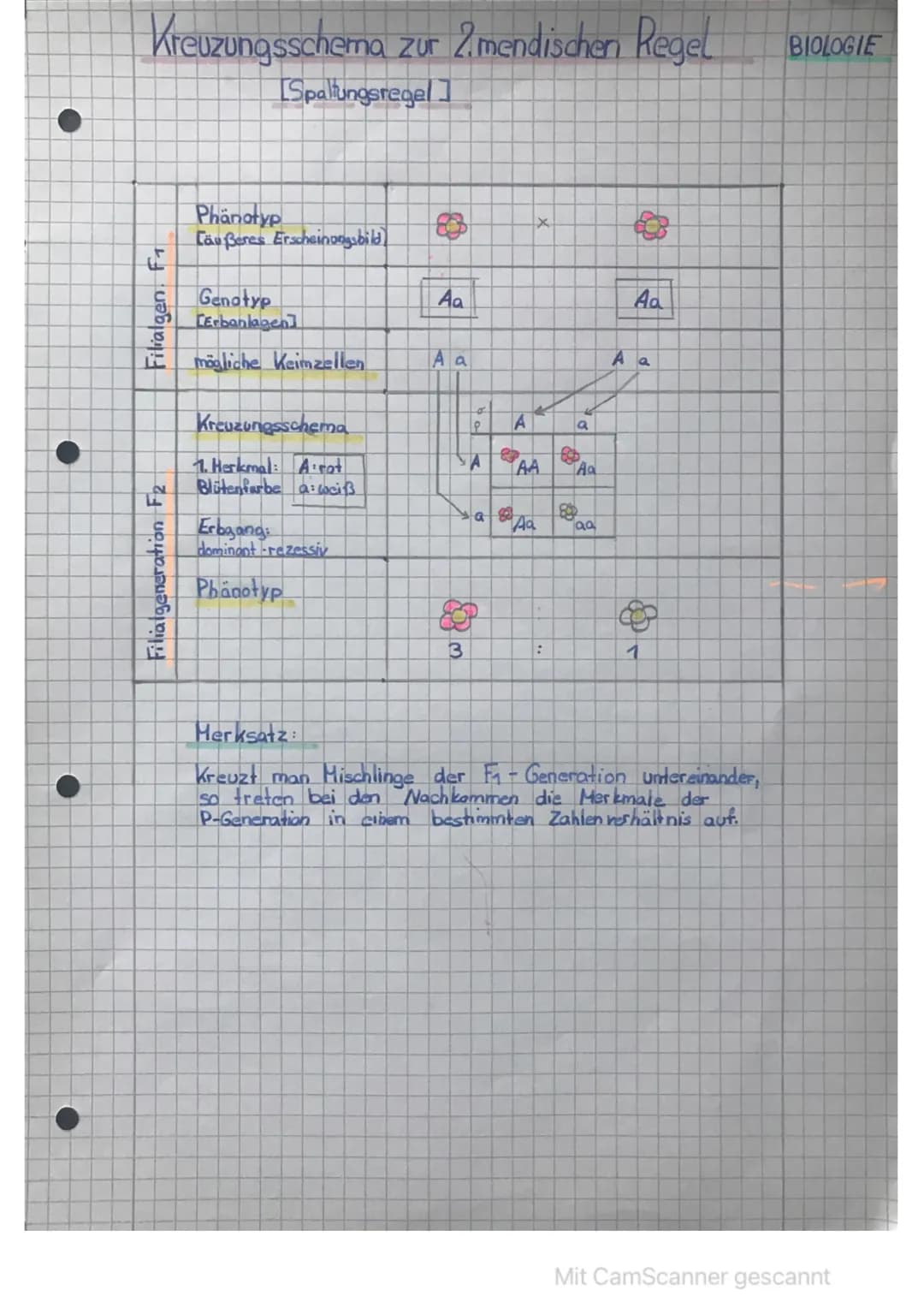 Kreuzungsschema zur 1. mendelschen Regel
LUniformitätsregel]
Parental generation p
Filialgeneration F₁
Phänotyp
[außes Erscheinungsbild)
Gen