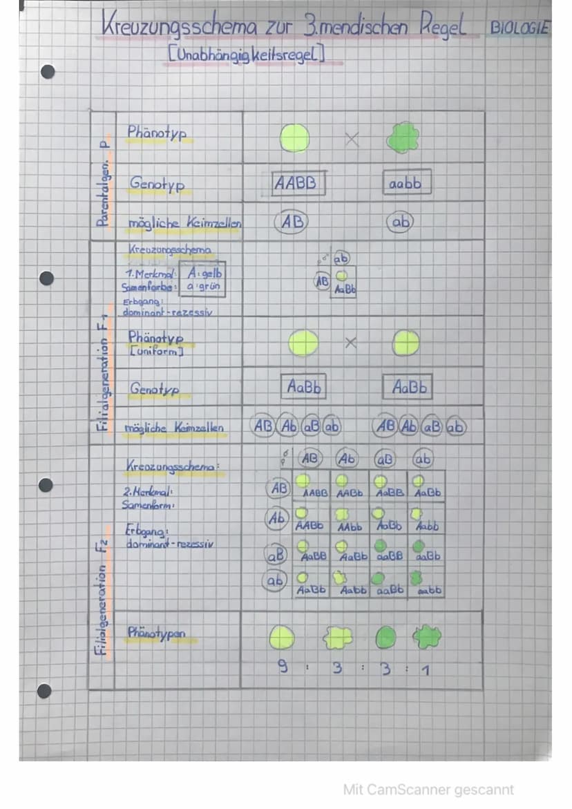 Kreuzungsschema zur 1. mendelschen Regel
LUniformitätsregel]
Parental generation p
Filialgeneration F₁
Phänotyp
[außes Erscheinungsbild)
Gen