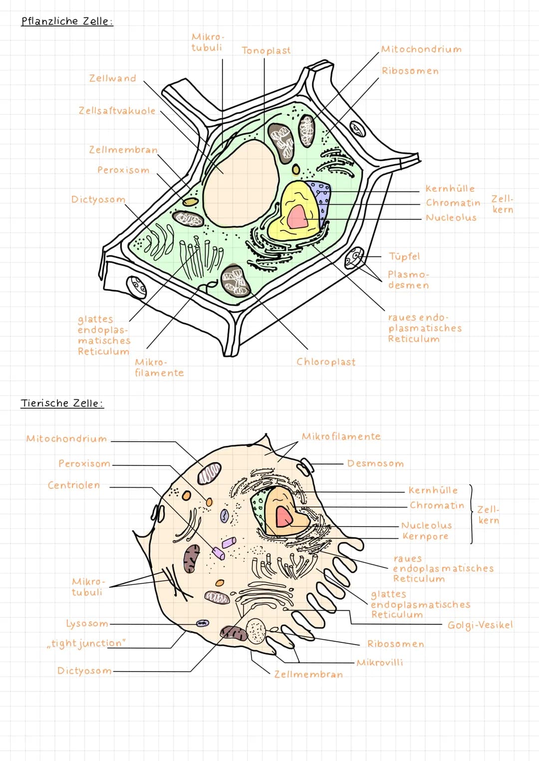 Cilien:
gibt es bei: -Prokaryoten
Fortbewegung
Eukaryoten (tierisch)
2 Membranen: Chloroplast
Ribosom
Mitochondrien
Zellkern
Zellkern
Zellme