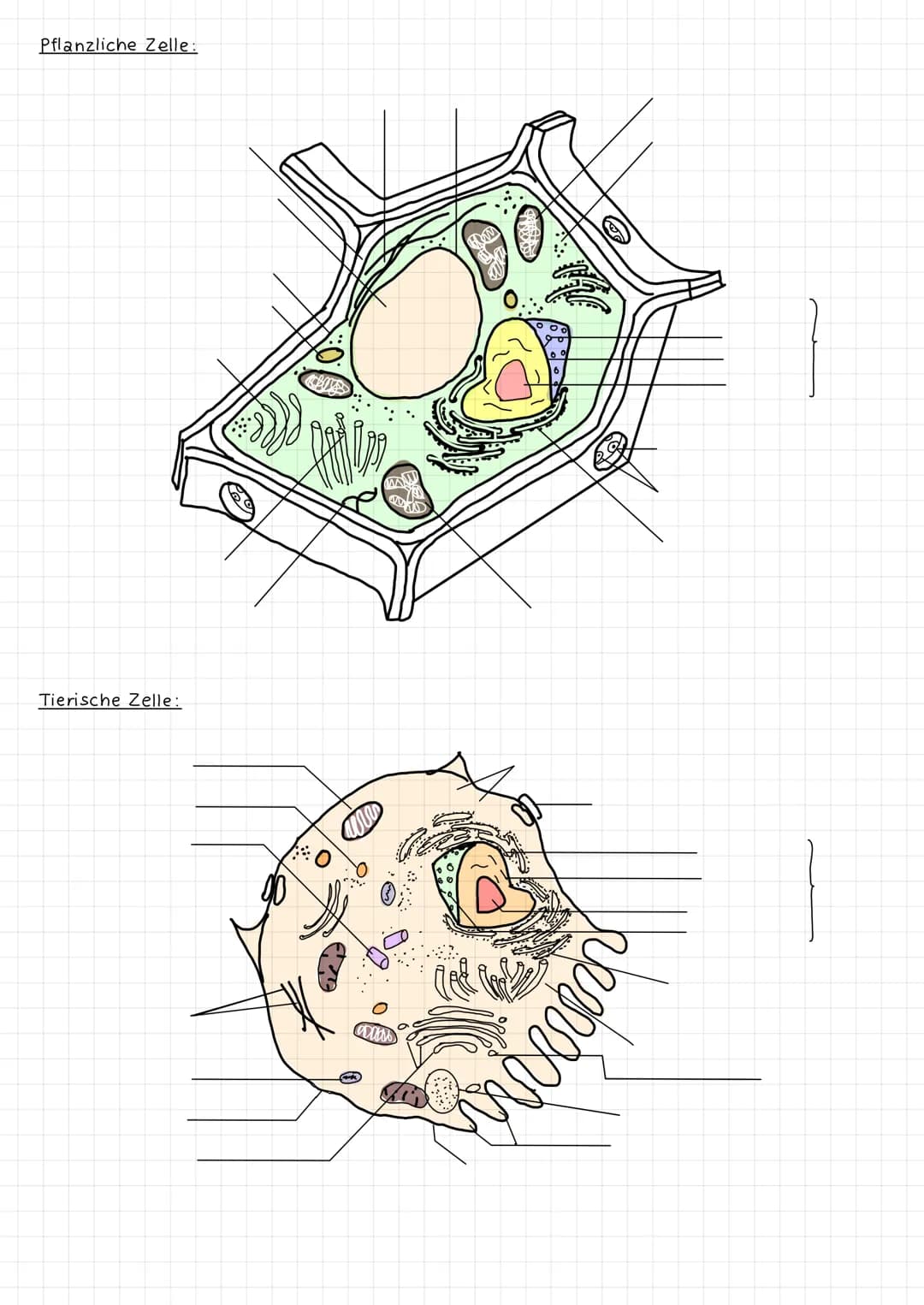 Cilien:
gibt es bei: -Prokaryoten
Fortbewegung
Eukaryoten (tierisch)
2 Membranen: Chloroplast
Ribosom
Mitochondrien
Zellkern
Zellkern
Zellme
