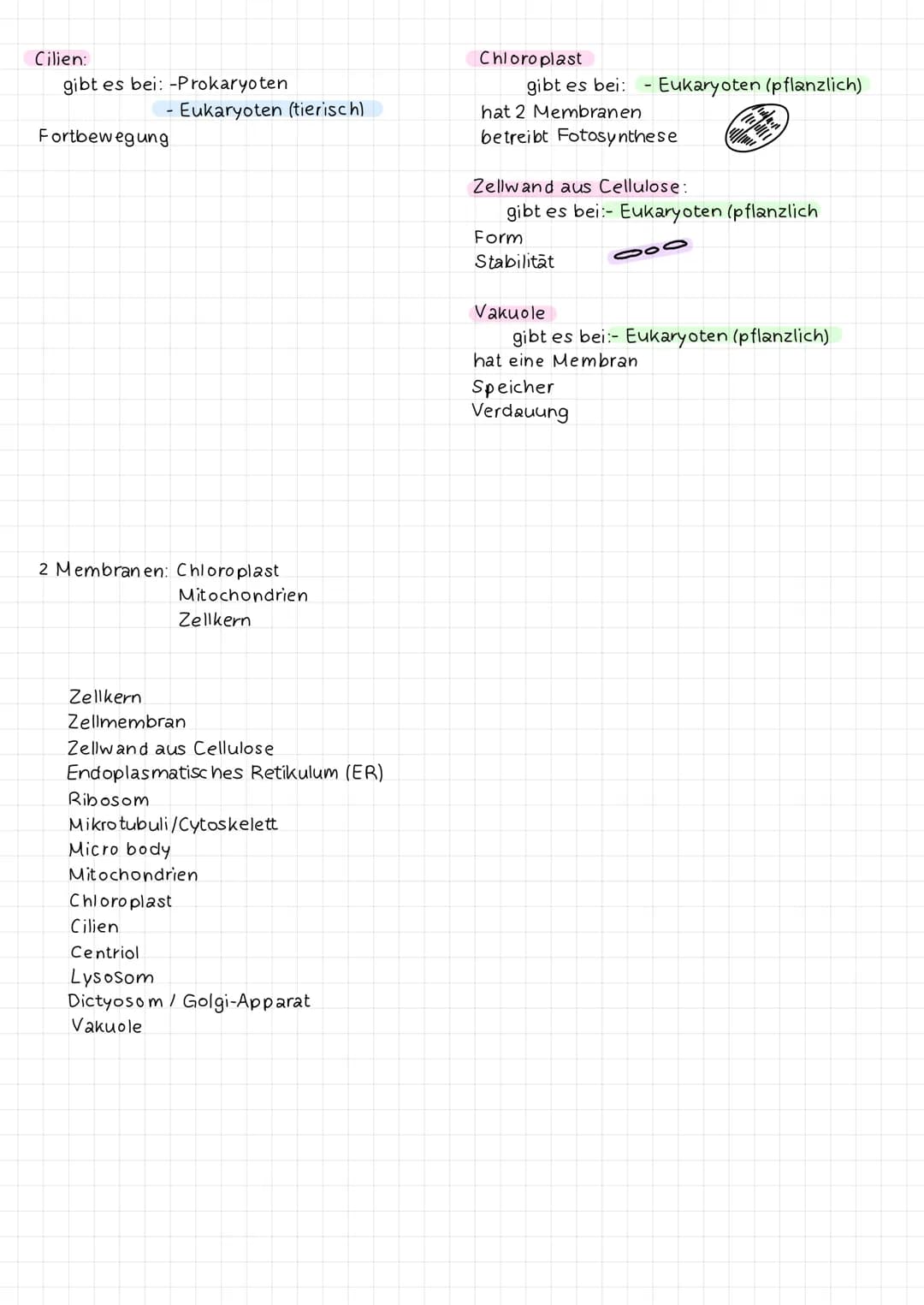 Cilien:
gibt es bei: -Prokaryoten
Fortbewegung
Eukaryoten (tierisch)
2 Membranen: Chloroplast
Ribosom
Mitochondrien
Zellkern
Zellkern
Zellme