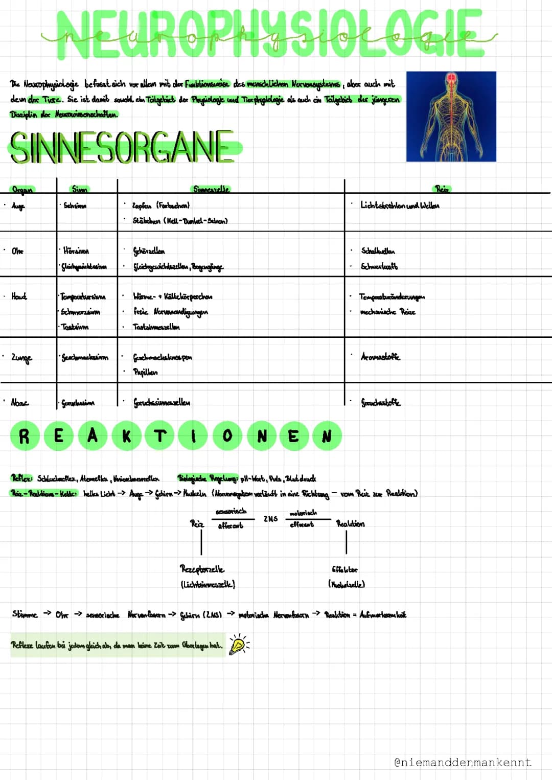 Sinnesorgane und Reaktionen