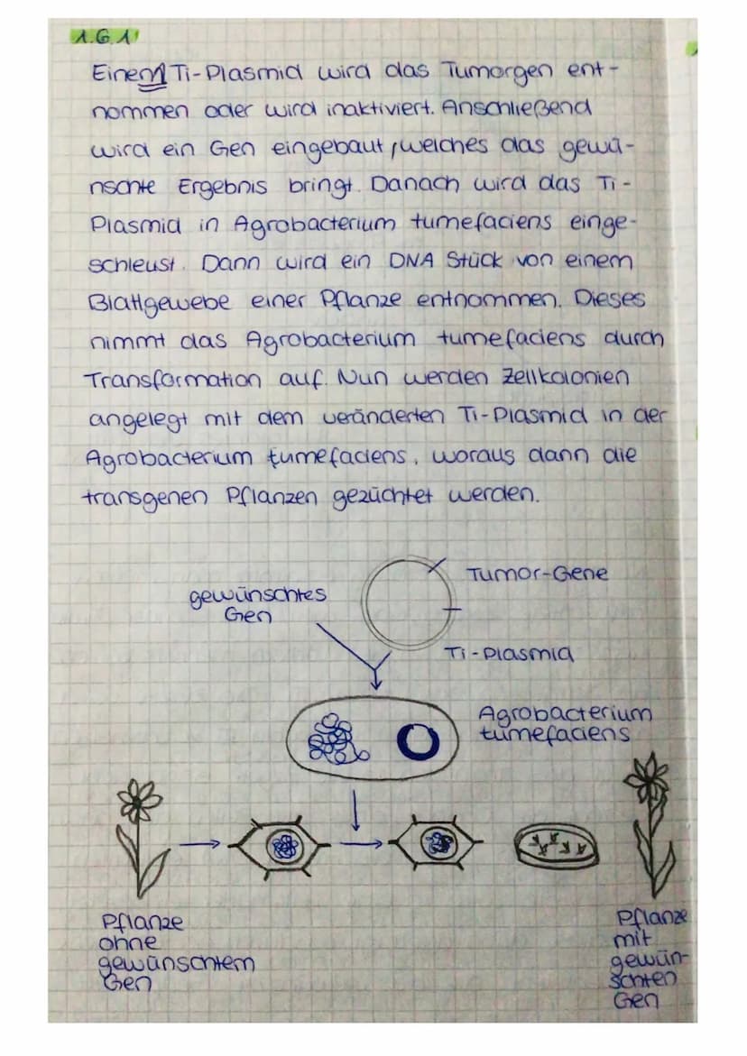 13 Die Gelelektrophorese ist ein Verfahren
mit dem man Moleküle voneinander
trennen kann und sichtbar machen
kann. Eine Gelelectrophoreseapp
