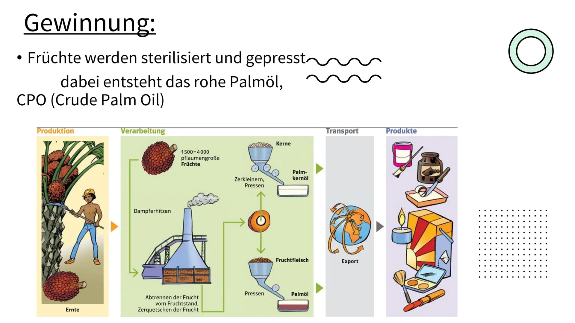 PALMÖL
EINER DER
WICHTIGSTEN
ROHSTOFFE DER WELT Gliederung:
• Was ist Palmöl & welche
Eigenschaften hat es ?
• Gewinnung des Öls
Für was bra