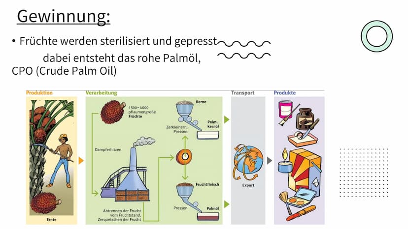 PALMÖL
EINER DER
WICHTIGSTEN
ROHSTOFFE DER WELT Gliederung:
• Was ist Palmöl & welche
Eigenschaften hat es ?
• Gewinnung des Öls
Für was bra