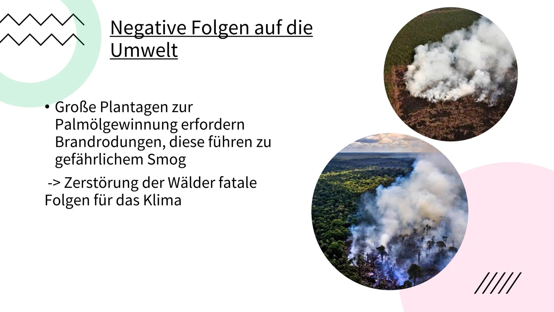 PALMÖL
EINER DER
WICHTIGSTEN
ROHSTOFFE DER WELT Gliederung:
• Was ist Palmöl & welche
Eigenschaften hat es ?
• Gewinnung des Öls
Für was bra