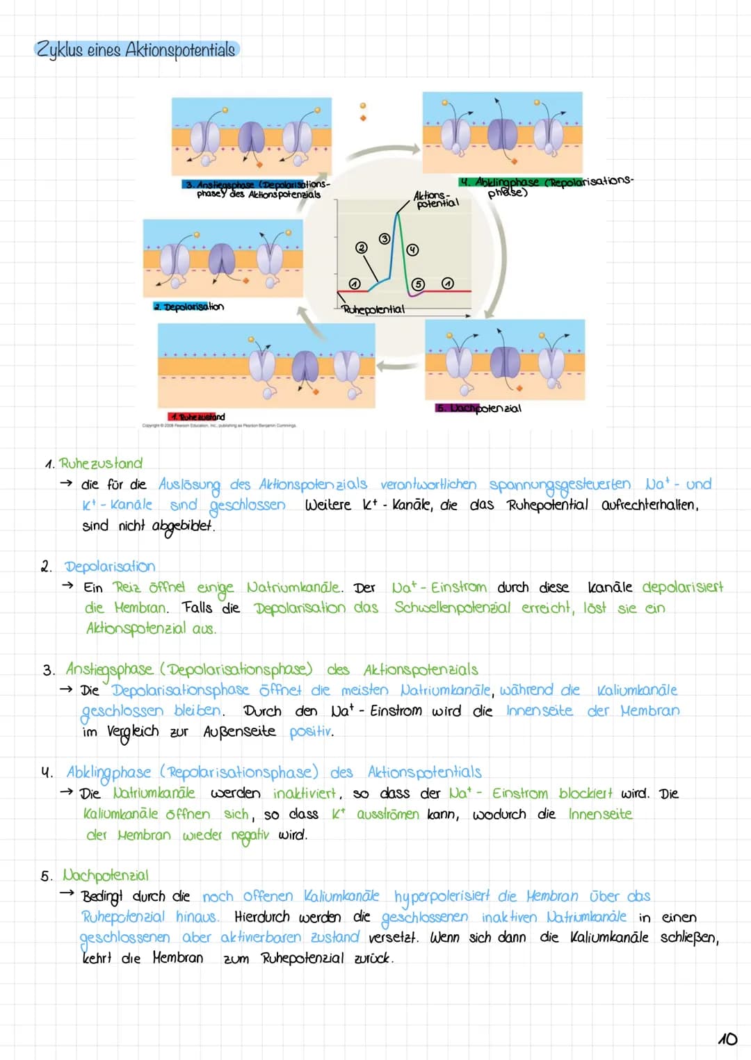 Zyklus eines Aktionspotentials
3. Anstiegsphase (Depolarisations-
phasey des Aktionspotensials
2. Depolarisation
1. Ruhe zustand
Copyright ©