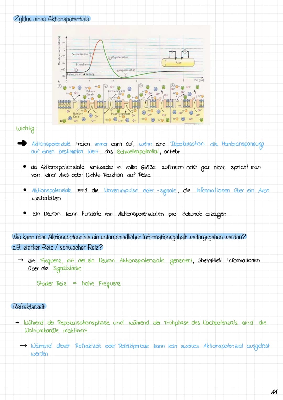 Zyklus eines Aktionspotentials
3. Anstiegsphase (Depolarisations-
phasey des Aktionspotensials
2. Depolarisation
1. Ruhe zustand
Copyright ©