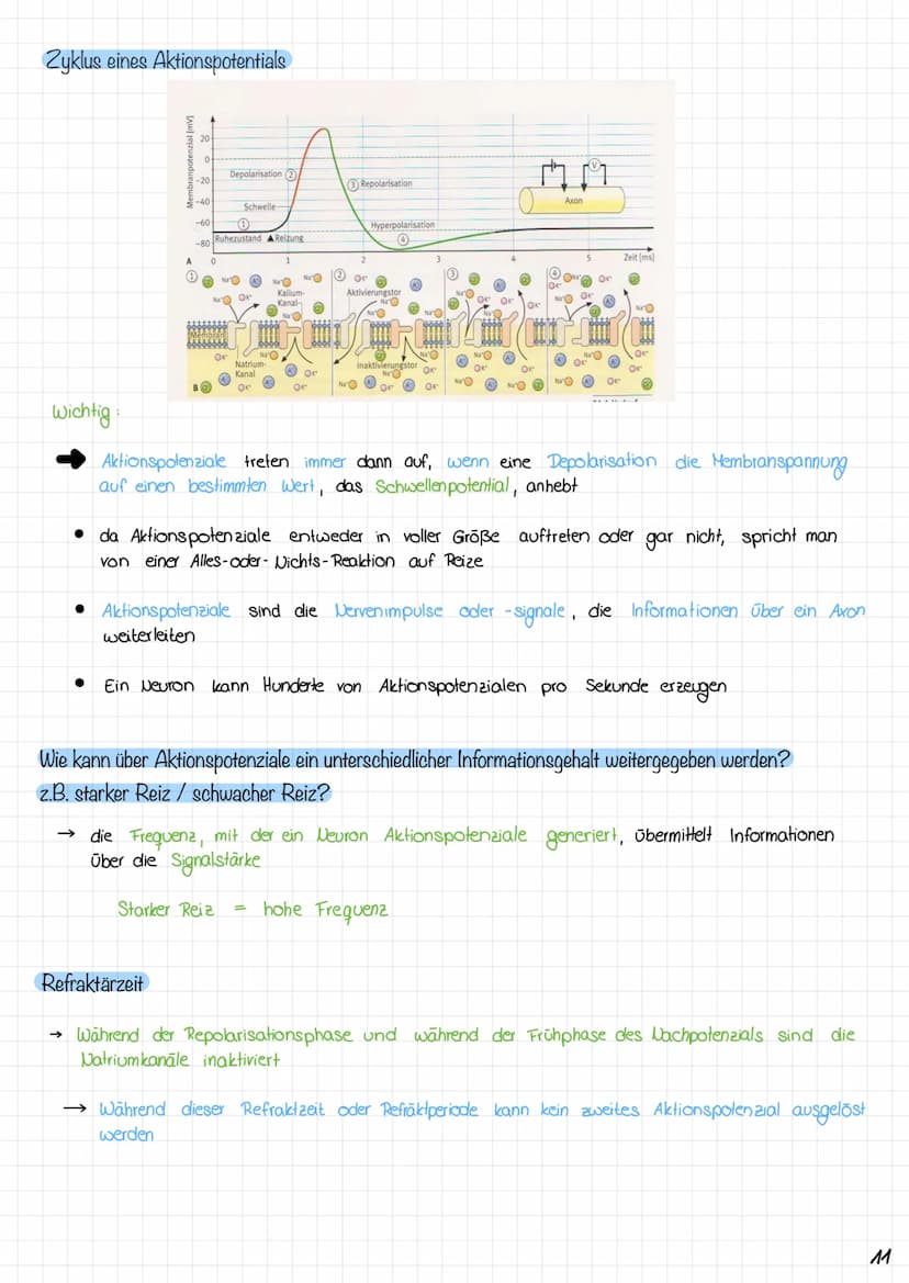 Zyklus eines Aktionspotentials
3. Anstiegsphase (Depolarisations-
phasey des Aktionspotensials
2. Depolarisation
1. Ruhe zustand
Copyright ©