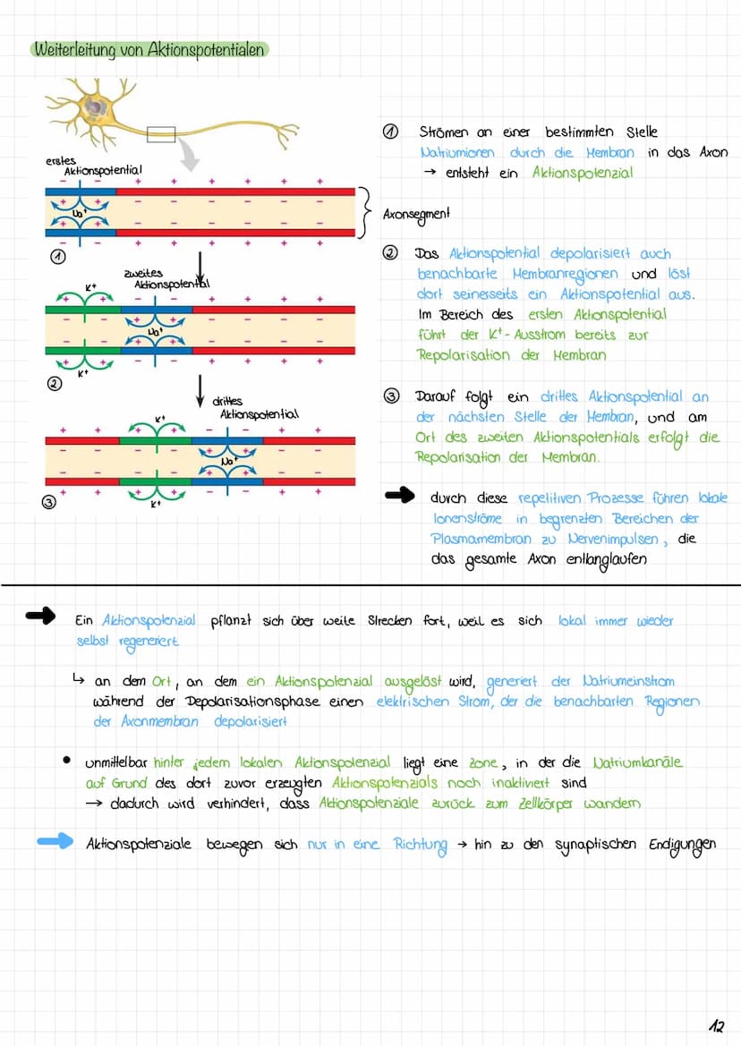 Zyklus eines Aktionspotentials
3. Anstiegsphase (Depolarisations-
phasey des Aktionspotensials
2. Depolarisation
1. Ruhe zustand
Copyright ©