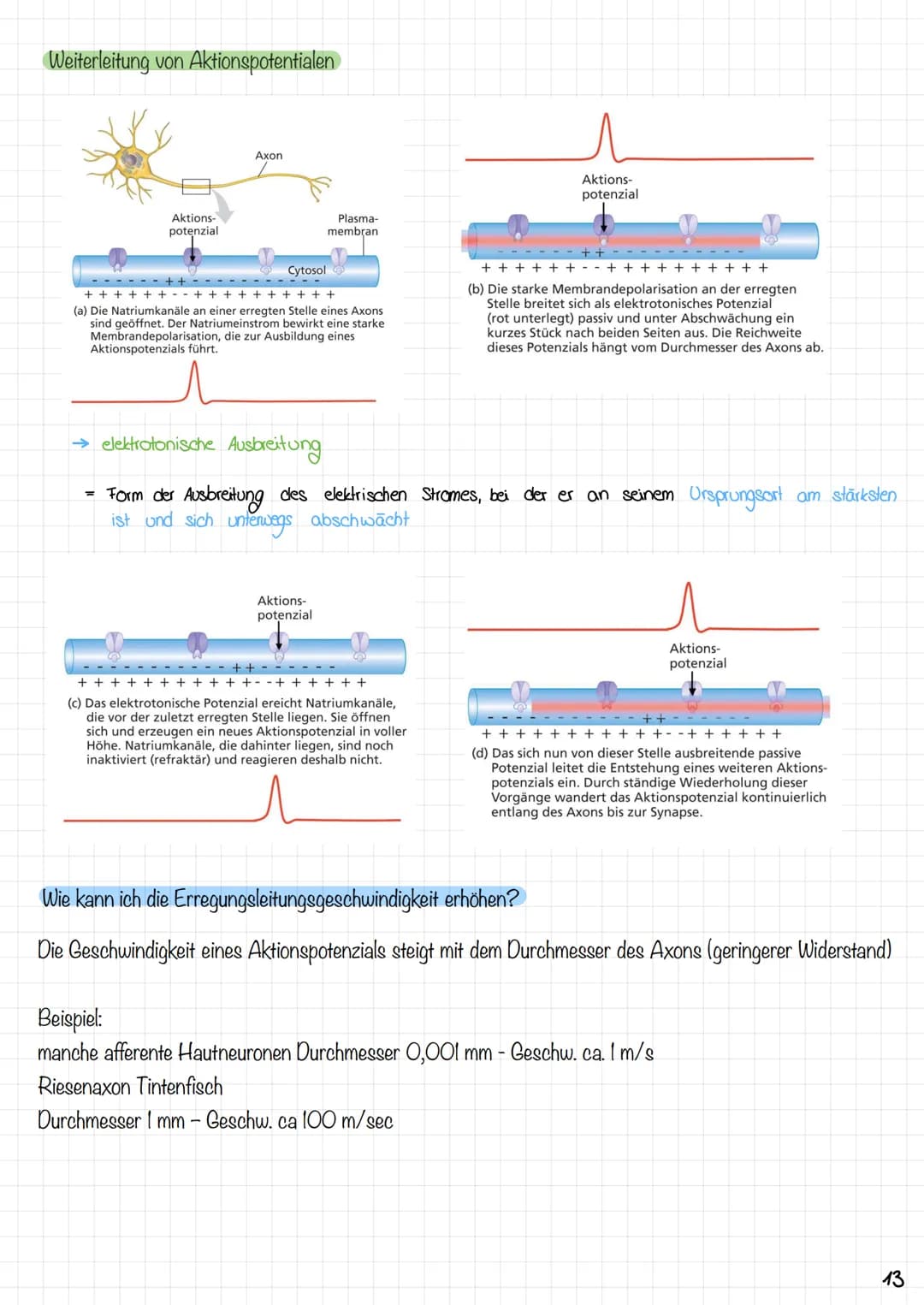 Zyklus eines Aktionspotentials
3. Anstiegsphase (Depolarisations-
phasey des Aktionspotensials
2. Depolarisation
1. Ruhe zustand
Copyright ©