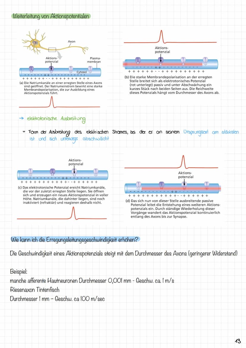 Zyklus eines Aktionspotentials
3. Anstiegsphase (Depolarisations-
phasey des Aktionspotensials
2. Depolarisation
1. Ruhe zustand
Copyright ©